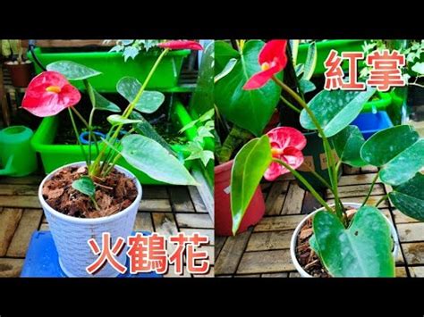 屬火植物|植物也能談風水？選對植栽讓你化煞又聚財 – 一花一草。